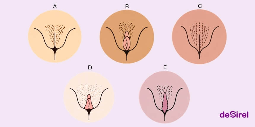 Tipos de vulva e guia para a diversidade natural da vulva | Desirel.pt Sex Shop