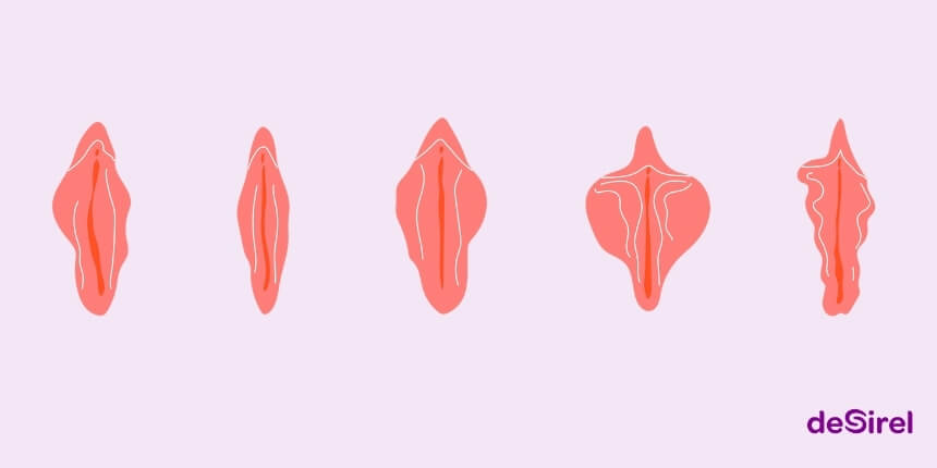Tipos de vulva, formatos de lábios e confiança corporal | Desirel.pt Sex Shop
